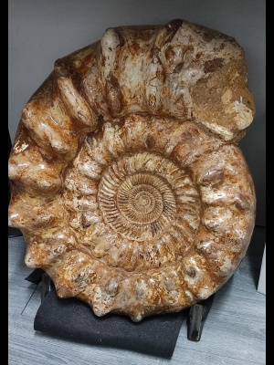 Ammonite Fossile