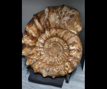 Ammonite Fossile