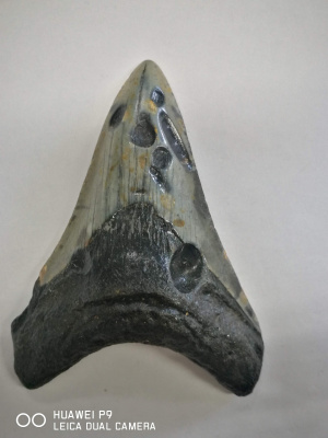 Dente di Megalodonte