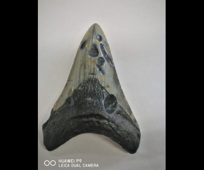 Dente di Megalodonte