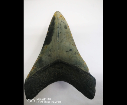 Dente di Megalodonte