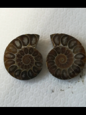 Ammonite fossile