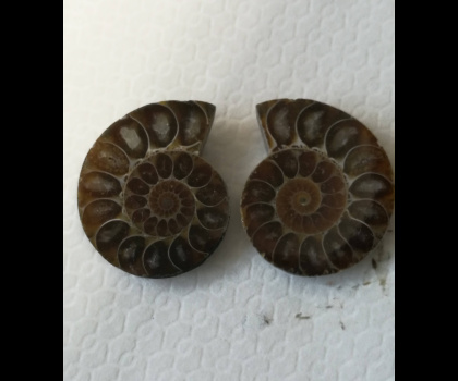 Ammonite fossile