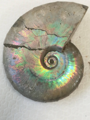 Ammonite Fossile