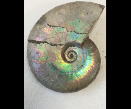 Ammonite Fossile