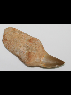 Dente di Mosasauros