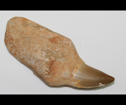 Dente di Mosasauros