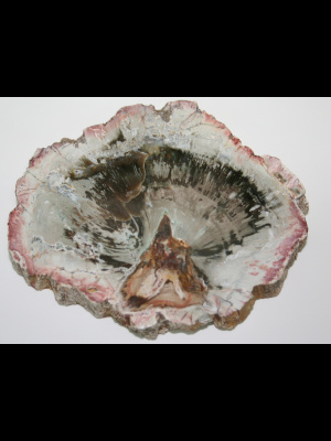 Legno fossile