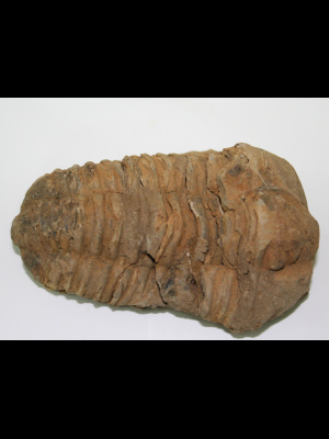 Trilobite