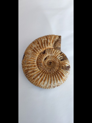 Ammonite fossile