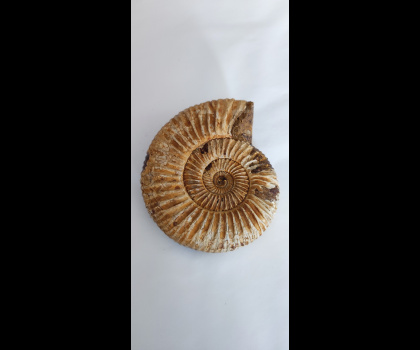 Ammonite fossile
