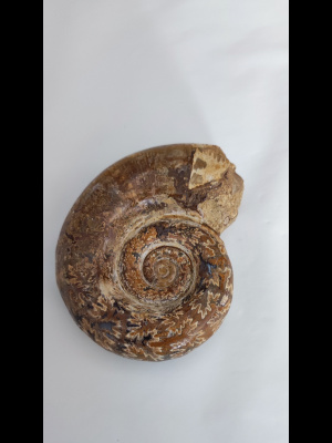 Ammonite fossile