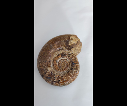 Ammonite fossile