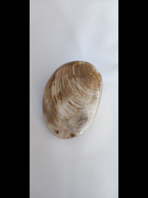 Bivalve fossili
