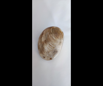 Bivalve fossili