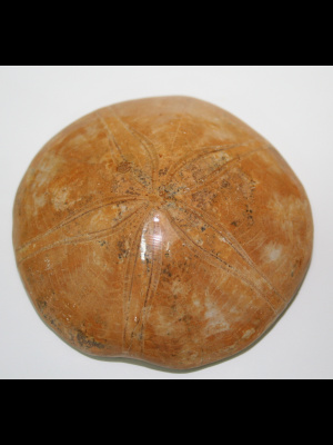 Riccio Fossile