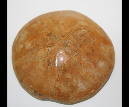 Riccio Fossile