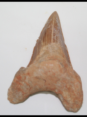 Dente di Squalo